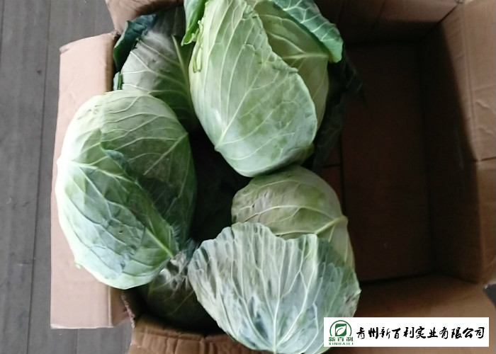 No Pesticide Residue Fresh Green Cabbage For Simmering / Mixing / Simmering
