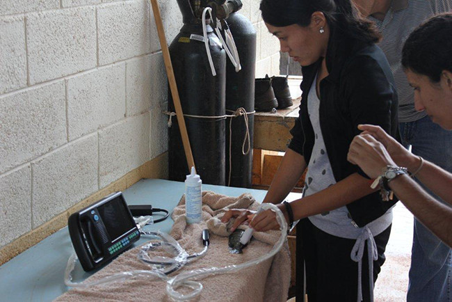Good Image Portable Veterinary Ultrasound Scanner For Horse Cow Dog Cat Bird