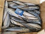 OEM 200g 300g Block Quick Frozen Pacific Mackerel