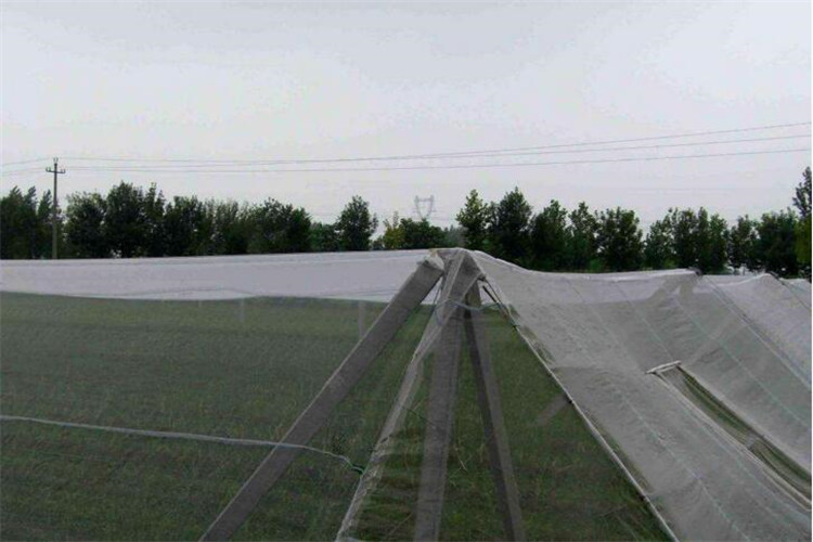 anti-insect net