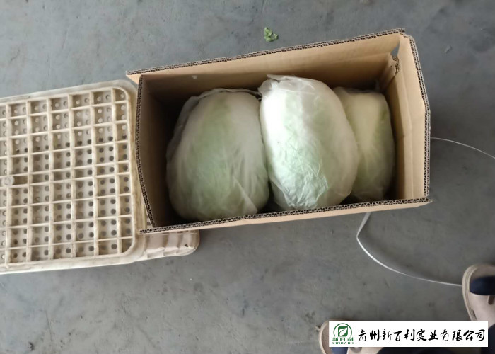 Good Teste Fresh Chinese Cabbage Packed With Vitamin C Vitamin K