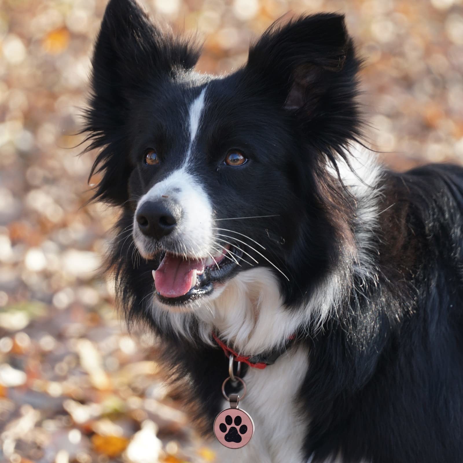 Engraved Pet Tags Dog ID Tag Ring 2D Easy To Use With QR Code Laser