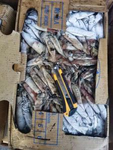 China Whole Round Good Color BQF Frozen Indian Squid 100g Down wholesale