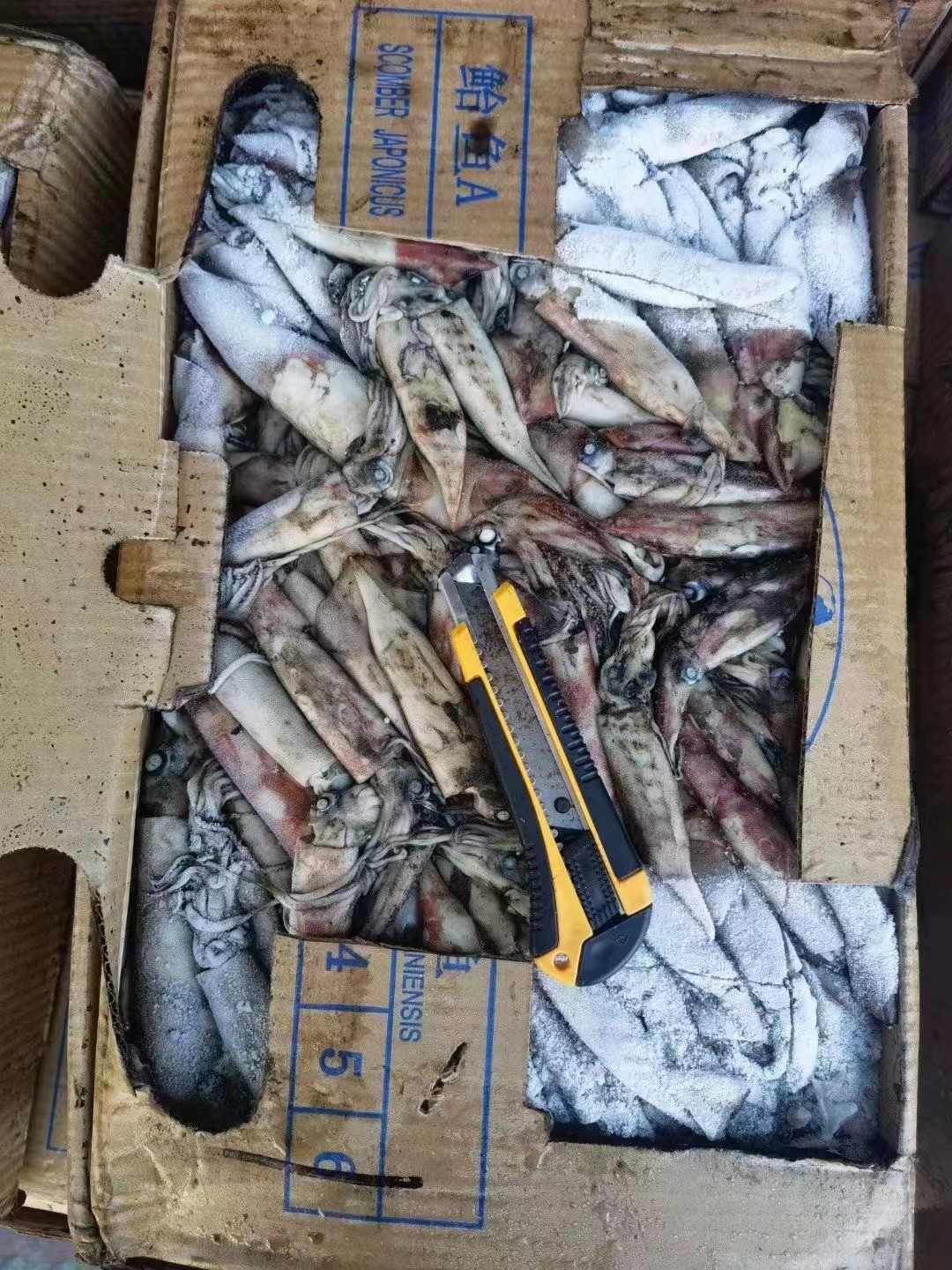 Whole Round Good Color BQF Frozen Indian Squid 100g Down