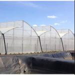 Clear Sawtooth Roof Multi Span Greenhouse Plastic Sheeting ISO9001 2008