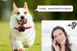 4G Waterproof Gps Tracker For Dogs