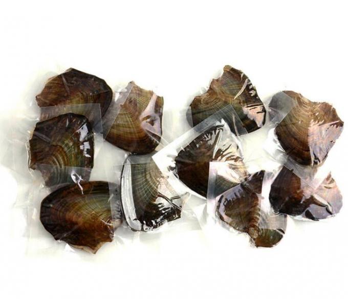 Wholesale Vacuum-packed 7-8mm A grade rice shape freshwater pearl oyster white natural Pearl Oyster