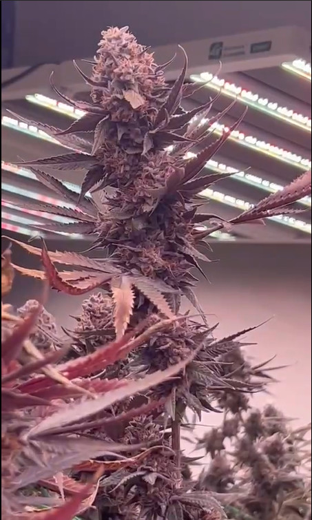 Full Spectrum Grow Lights Growers Republic 1200W With UV And IR/Spectrum adjustable/Dimmable