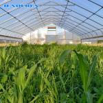 Agricultural PE Film Polyethylene Plastic Sheeting Greenhouse Commercial