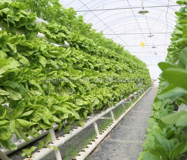 Galvanized Steel Single-span Tunnel Greenhouse for Growing Vegetables Fruits Flowers