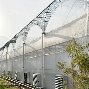 China Commercial Plastic Poly Tunnel Multi-span Galvanized Frame Berry Greenhouse wholesale