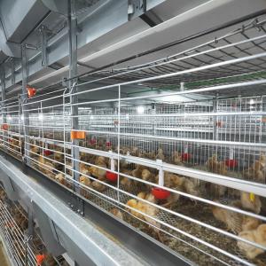 China 136 Birds/Set Chick Rearing Cage wholesale