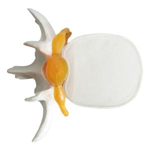 China Vertebral Spine Lumbar Spine Models Skeleton For Medical Students wholesale