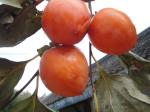 Dried Persimmon