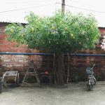 Green Branches Fake Lemon Tree For Party Wedding Festival Decoration