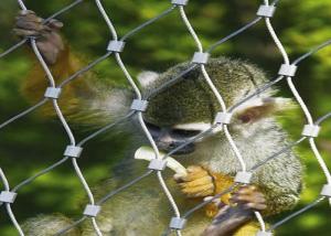 China 7x7 7x19 Stainless Steel Zoo Mesh Animal Enclosure Netting For Animal Cage wholesale