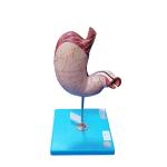 Shows the Longitudinal and Circular Muscle of Stomach Model for Hospitals