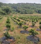 Ground Cover / Landscape Agriculture Fabric Weed Control fabric Non - Toxic