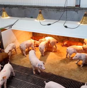 China Cast Iron Livestock Farm Equipment Steel Weaning Cage For Pigets wholesale