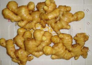 China 6.5kg pack 200g Brightly Yellow Air Dried Ginger wholesale