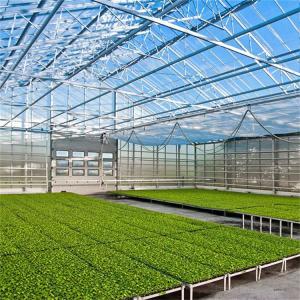 China Commercial Glass Multi Span Greenhouse Agricultural Plants Cultivation wholesale