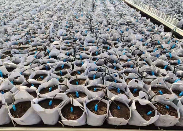 Wholesale Price Drip Irrigation System Plastic Watering Dripper 1/2/4 Way 4 Branches Bend Arrow Set Drip Arrow