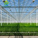 ODM Industrial Agricultural Glass Greenhouse
