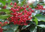 Dark Red Natural Seasoning For Food Chinese Numb Spices Dried Sichuan Pepper