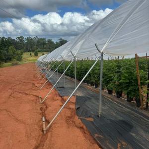 China Good Quality Poly Tunnel Low Cost Hot Sale Polytunnel Berry Greenhouse wholesale