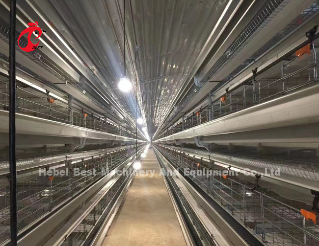 Automatic Layer Egg Collection A Type Chicken Cage For Poultry Farm Rose