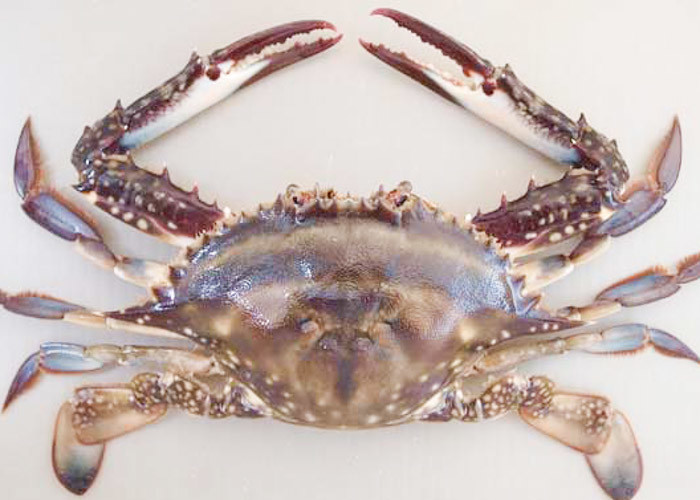 forzen blue swimming crab whole IQF fresh frozen sea food high quality HACCP to Korea Thailand