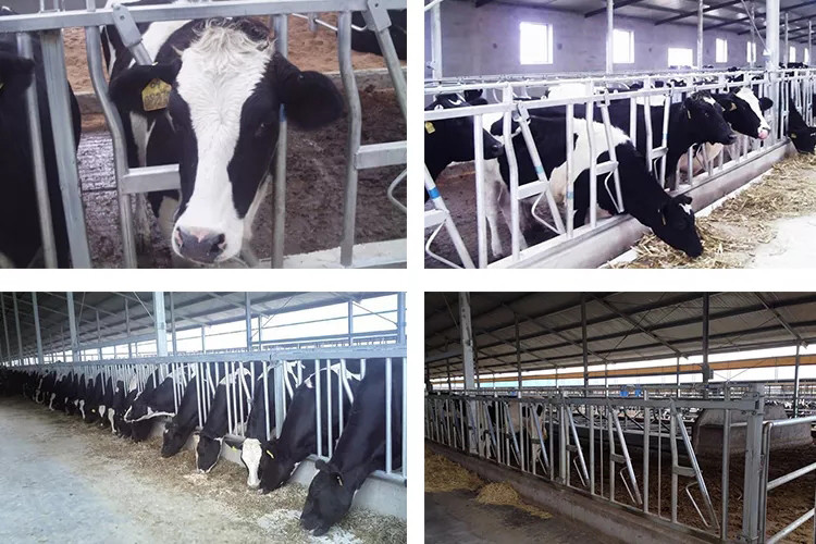 OEM ODM Dairy Cow Headlocks 3mm For Hog Chain Feeding System