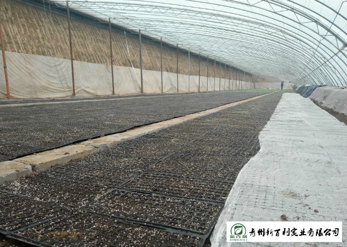 Green Color Organic Chinese Cabbage For Frying / Raw Food / Salted