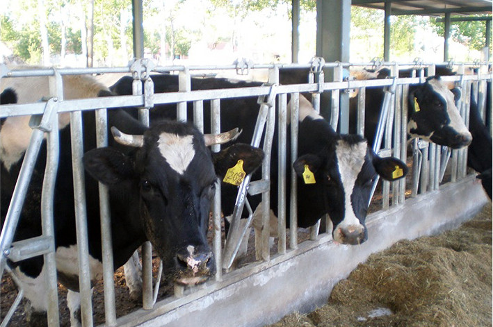 OEM ODM Dairy Cow Headlocks 3mm For Hog Chain Feeding System