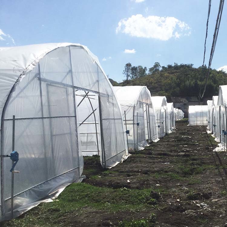 Steel Frame Tunnel Plastic Greenhouse / PE Film Plastic Tomato Greenhouse