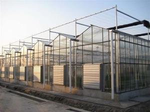 China Venlo Glass Greenhouse wholesale