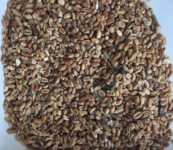 15 T H Chickpea Black Bean Wheat Colour Sorter Machine