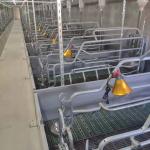 Hot DIP Galvanized Swine Farrowing Pen With BMC Slat