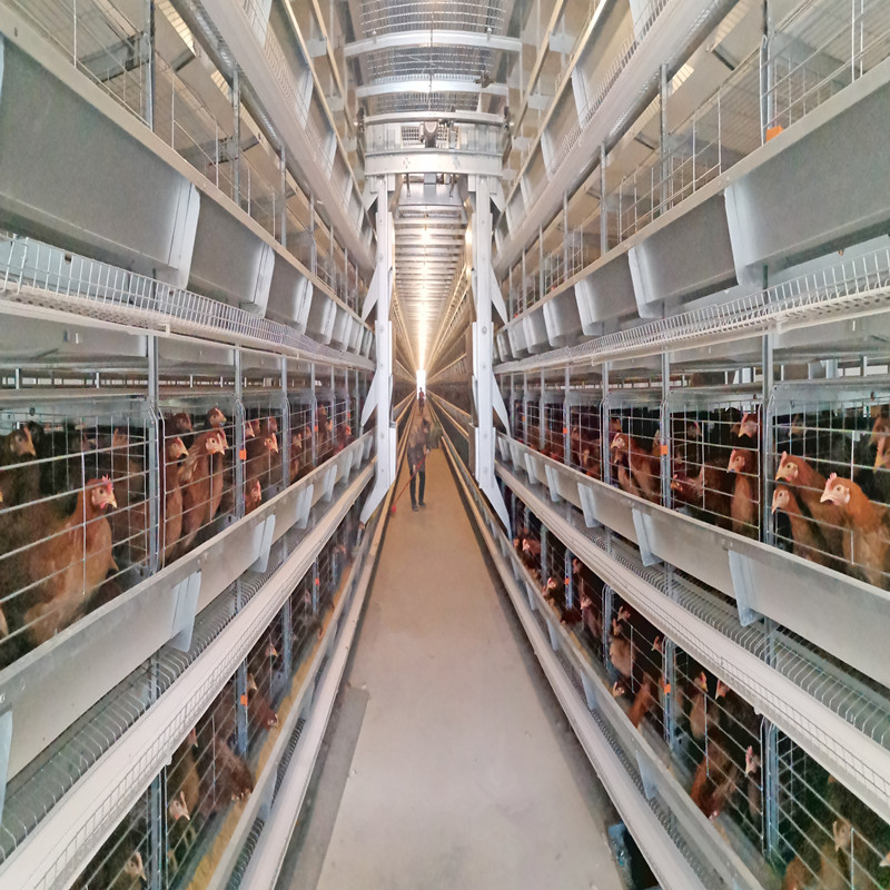 Chicken Closed House Battery Cage System Automatic Poultry Equipment in Tanzania