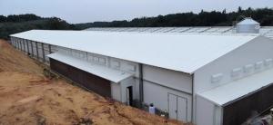 China Customized Q235B Q355B Steel Structure Poultry Sheds Galvanized Steel Farm House wholesale