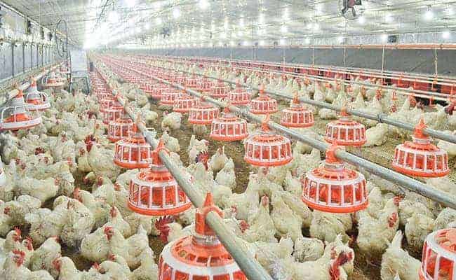 Pan feeding system