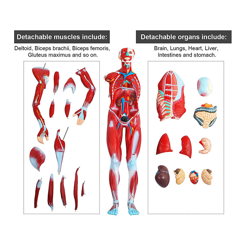 Medical 80cm Human Muscle Model With Internal Organs Human Body Anatomy Model