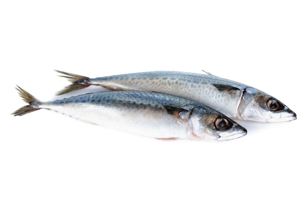 Fresh Frozen Seafood Pacific Makerel Fish Iso Trachurus Trachurus