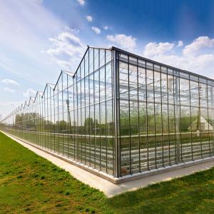 China Automated Plant Hydroponics Glass Wall Greenhouse For Tomato Strawberry wholesale