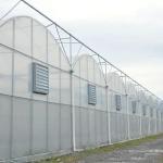Wind Resistance Multi Span Plastic Film Tunnel Greenhouse With Ventilation