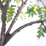 Anti Uv Sunshine Tree Leaves Artificial Bonsai for Dorm Room