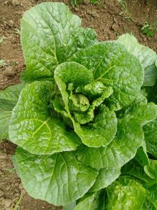 China Rich Nutrients Raw Green Cabbage / Chinese Green Cabbage Japan Standard wholesale