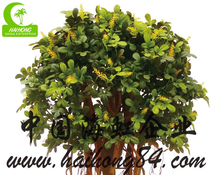 BOXWOOD MULTI TRUNKS