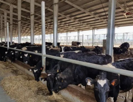 Prefabricated Light Steel Structure Dairy Cow Cattle Farm Shed Cow Shed