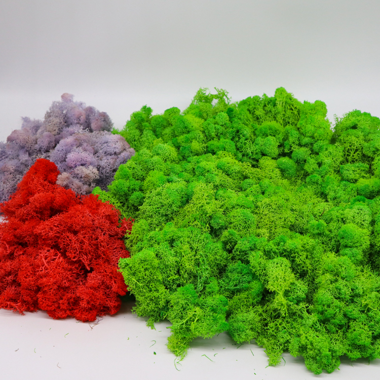 Eternal Multiple Colors Preserved Reindeer Moss For Wall Decoration